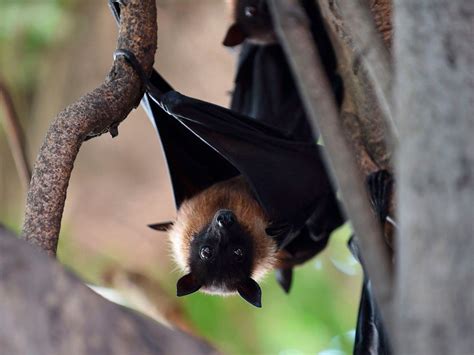 Unusual Behaviors of the Cotoked Witch Bat: What Do They Mean?
